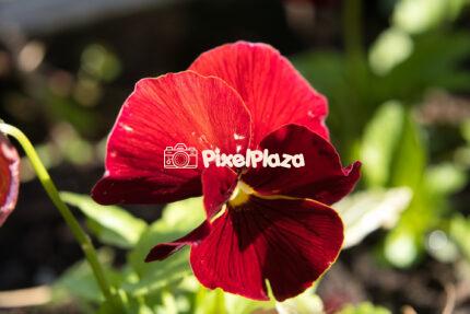 Close-Up of a Deep Red Pansy Flower in Sunlight